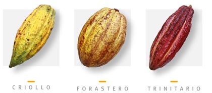 Kaç çeşit kakao var?